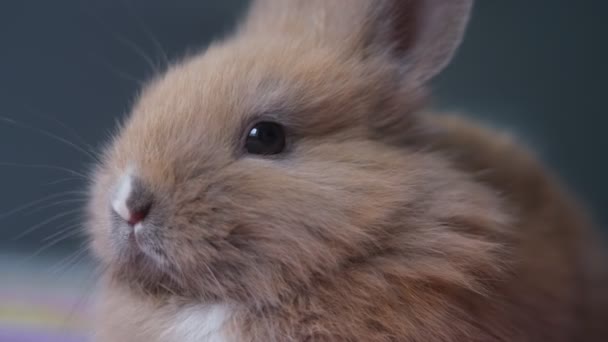 Close-up portret van een klein huiselijk bruin konijn — Stockvideo