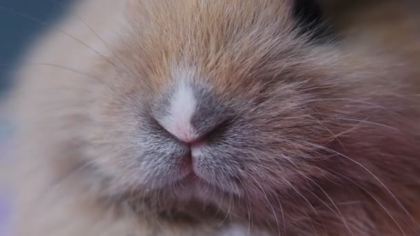 Нос домашнего декоративного кролика крупным планом — стоковое видео