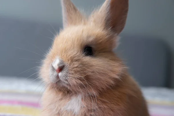 little cute pet rabbit sitting on the bed