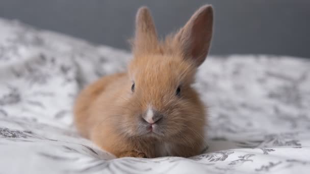 Piccola casa carino animale domestico coniglio seduto sul letto e dimenando il naso. — Video Stock