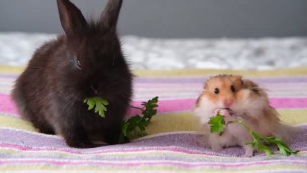 Niedliche Haustiere Kaninchen und Hamster sitzen auf dem Bett und essen Petersilie — Stockvideo