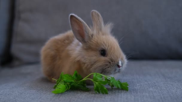 Niedliche Haustier Kaninchen auf dem Sofa sitzen und Petersilie essen — Stockvideo