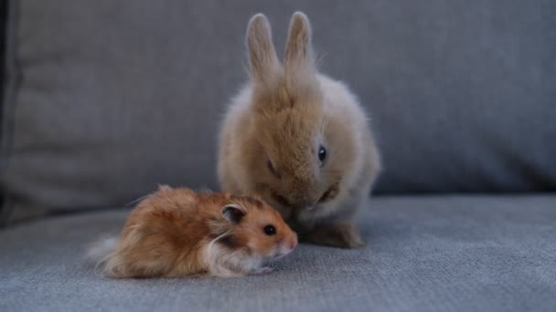 Coelho anão senta-se lavar no sofá ao lado do hamster, conceito de amizade animal — Vídeo de Stock