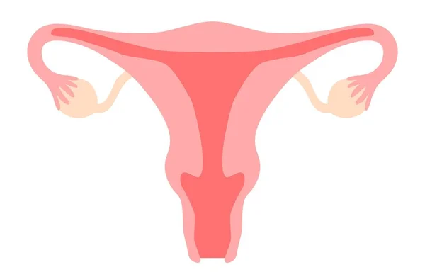 Uterus clipart. Womb, vagina, ovary, cervix. Woman reproductive system, gynecology, fertility, menstrual cycle, girl power concept. Stock vector illustration isolated on white background in flat