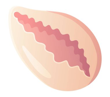 Pembe deniz tarağı. Plaj tırmanışı, okyanus elementi konsepti. Stok vektör illüstrasyonu düz çizgi film tarzında beyaz arkaplanda izole edildi