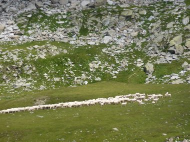 Alp vadisinde otlayan koyun