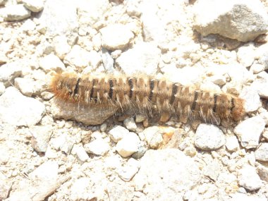 Taşlar üzerinde tarama millepede