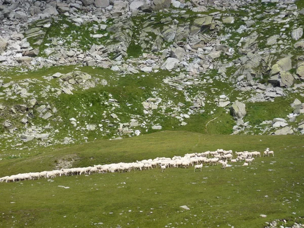 Ovejas pastando en valle alpino —  Fotos de Stock