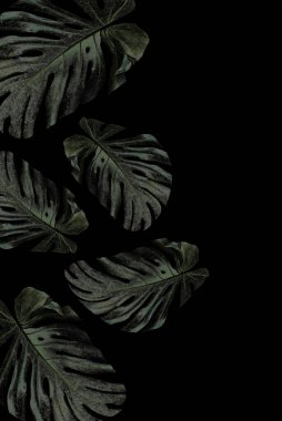 Canavar yeşili yapraklar siyah arkaplanda. Metin için boşluk. dikey.
