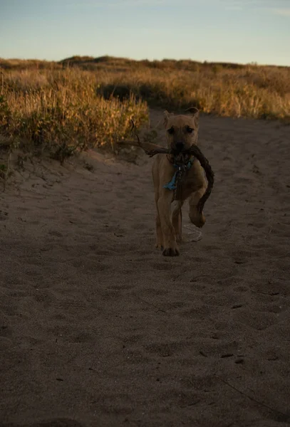 Petit Chiot Courant Avec Bâton Sur Bouche Plage Concept Promenade — Photo