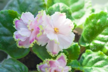 Narin pembe mor çiçek yaprakları portre sarı sınır ile