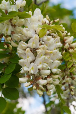 yeşil yaprakları ile güzel kokulu beyaz akasya çiçek kümeleri ve 