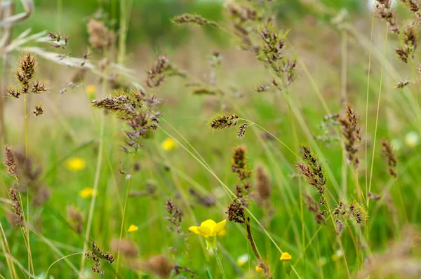 Yellow meadow flowers and ears on the blurred background of gree — Stock Photo, Image