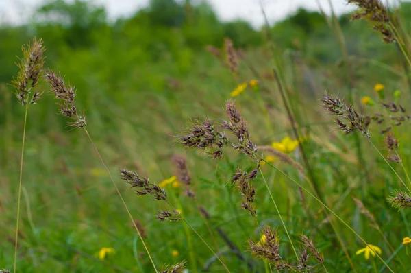 Yellow meadow flowers and ears on the blurred background of green grass — Stock Photo, Image