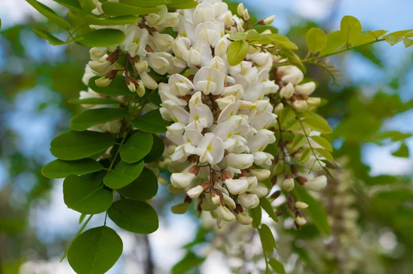 yeşil yaprakları ile güzel kokulu beyaz akasya çiçek kümeleri ve 