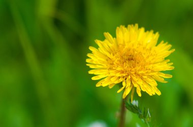 Parlak sarı karahindiba çiçek yakın çekim üzerinde bulanık bir adam