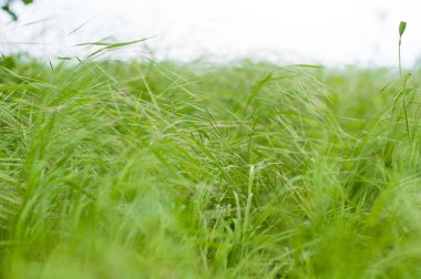 Arka plan bulanıklık. Çayır yeşil çim ile