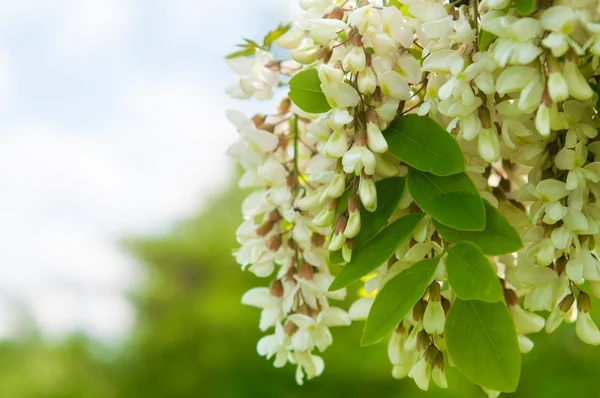 緑の葉と香りのよい白いアカシア花の房と — ストック写真
