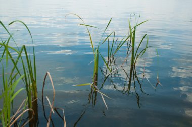 Nehir sazlık nehir gökyüzü ile arka planda suya yansıyan