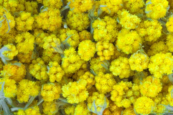 Fond de fleurs séchées médicinales Helichrysum — Photo