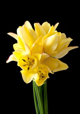 Yaprakları siyah bir arka plan üzerinde pembe saçak ile pembe gül buketi