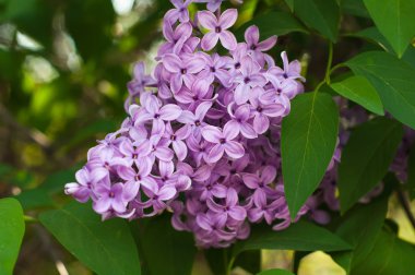 Demet leylak yakın çekim yeşil yaprakları bir arka plan üzerinde