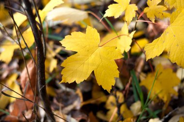 Yere düşen sarı yapraklar