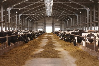 cow farm agriculture clipart