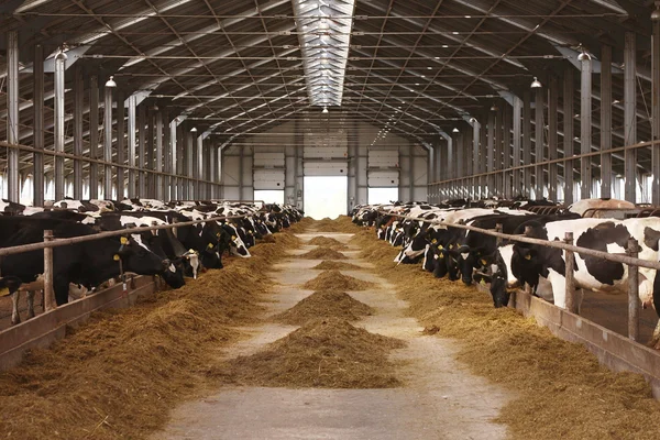 Ferme vache agriculture — Photo