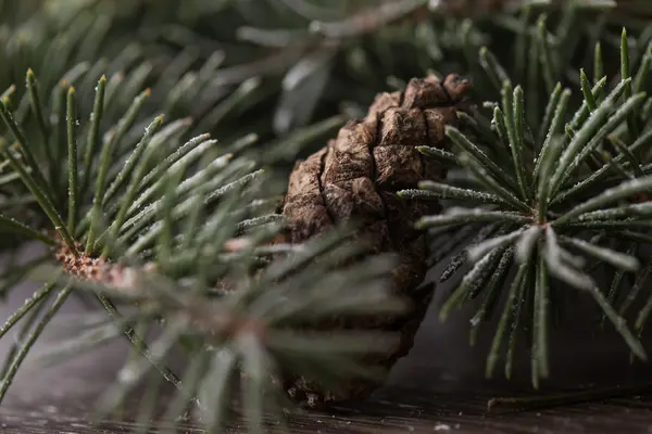 Tannenzapfenbaum Schnee Makro — Stockfoto