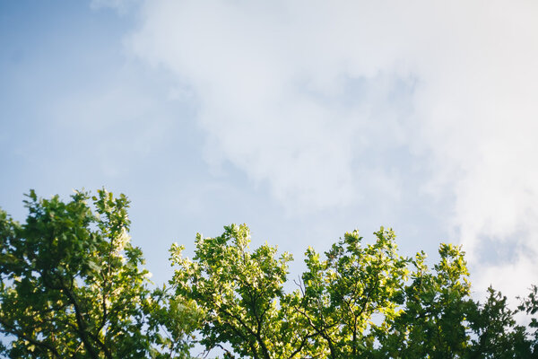 Green leaves against the sky