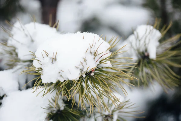 fir tree branches under snowfall