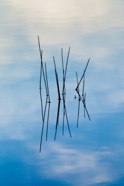 Sudaki çimenlerin ve bitkilerin yansıması.