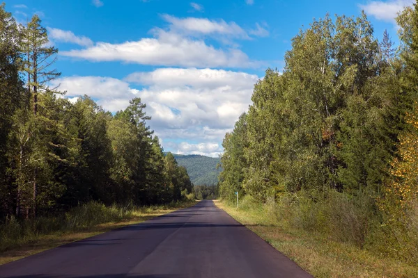 Road in the forest — Stock Photo, Image