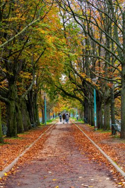 Parisliler sonbaharda Kuğular Adası 'nda yürüyorlar - Paris, Fransa