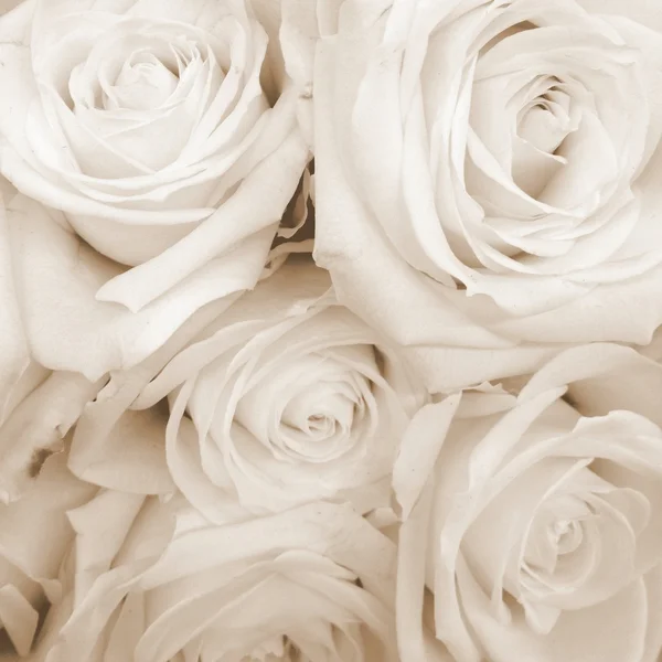 Sepia Toned rosas blancas — Foto de Stock