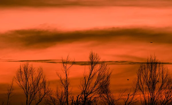 Silhouette Leafless Tree Sunset Sky Dead Tree Red Sunset Sky — Stock Photo, Image