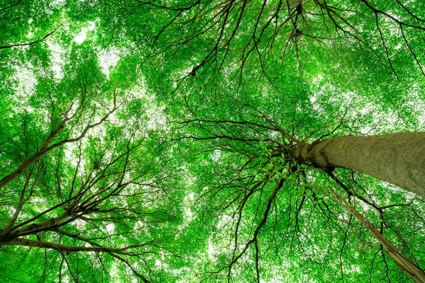 Vue Bas Tronc Arbre Aux Feuilles Vertes Arbre Dans Forêt — Photo