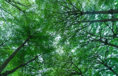 Tropikal ormandaki ağaç gövdesinden yeşil ağaç yapraklarına kadar. Parkta yeni bir çevre. Yeşil bitki yaz bahçesinde oksijen verir. Orman, insan kavramının akciğeri. Temiz hava konsepti..