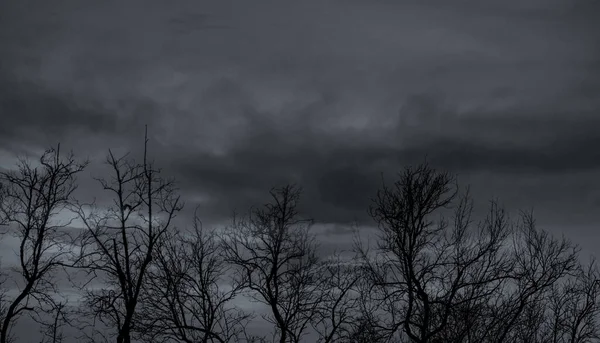 Силует Мертве Дерево Темному Драматичному Небі Сірих Хмарах Темне Небо — стокове фото
