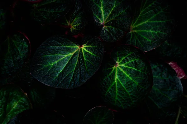Green Leaf Texture Dark Background Close Detail Begonia Leaves House — Stock Photo, Image