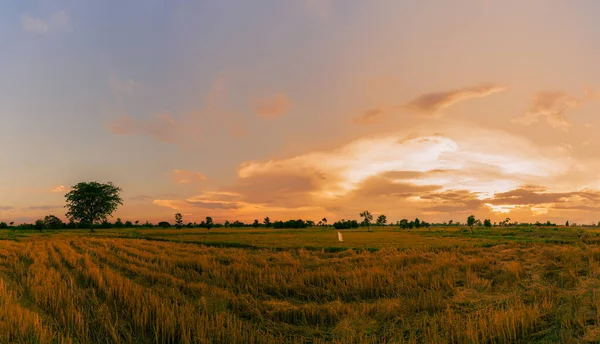 Rice farm. Stubble in field after harvest. Dried rice straw in farm. Landscape of rice farm with golden sunset sky. Beauty in nature. Rural scene of rice farm in Thailand. Agriculture land.