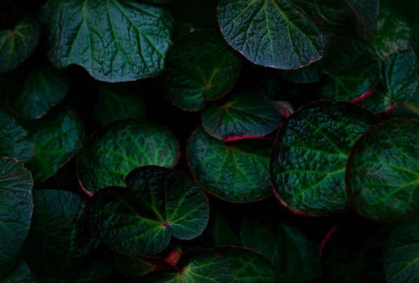 Textura Hoja Redonda Verde Sobre Fondo Oscuro Detalle Cerca Hojas —  Fotos de Stock