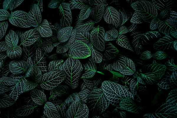 Texture Foglia Verde Sfondo Scuro Dettaglio Ravvicinato Della Pianta Appartamento — Foto Stock