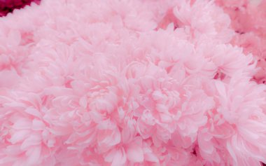 Pembe çiçek desenli arka plan. Pembe çiçek buketinin yumuşak ve pastel renkli yaprakları. Aşk için açık pembe arka plan, sevgililer günü ve düğün davetiyesi. Yumuşak, pembe çiçekli.. 