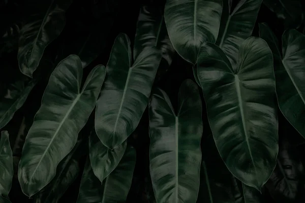 Nachts Dichte Dunkelgrüne Blätter Garten Grüne Blatttextur Zierpflanze Grüne Blätter — Stockfoto