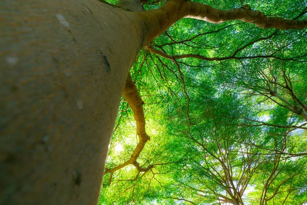 Concentration Sélective Sur Branche Arbre Vue Bas Tronc Arbre Vers — Photo