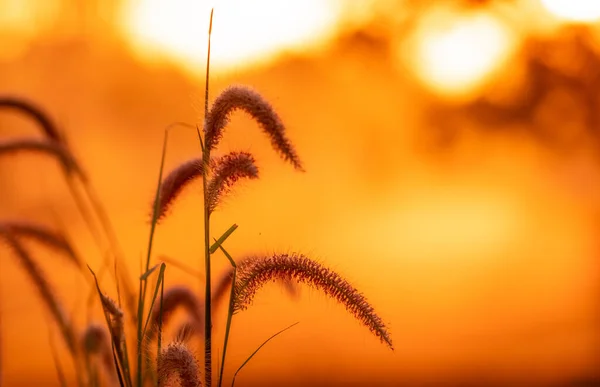 Meadow grass flower with dewdrops in the morning with golden sunrise sky. Selective focus on grass flower on blur bokeh background of yellow and orange sunshine. Grass field with sunrise sky.