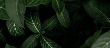 Bahçede yeşil yapraklar var. Güzellik evi bitkisi. Kapalı ev bitkisi. Doğa soyut arka plan. Koyu yeşil yaprakların üzerinde doğal desenler var. Organik ürünler için web pankartı.