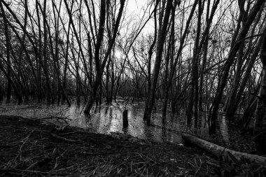 Çürümüş mangrov ormanında ölü bir ağaç. Krimat değişimi, kirlilik, tortu yüzünden çevresel kriz. Mangrov ormanının bozulması ve tahrip edilmesi. Kıyı krizi. Ölüm için karanlık arkaplan.